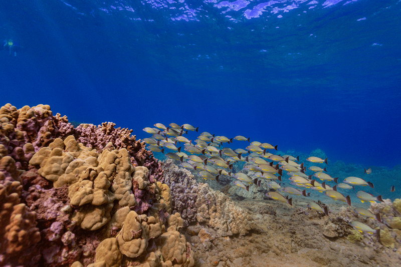 best places to snorkel in maui hawaii