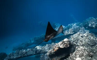 A Glimpse into the World of Spotted Eagle Rays