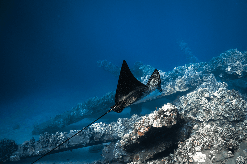 Maui Spotted Eagle Ray