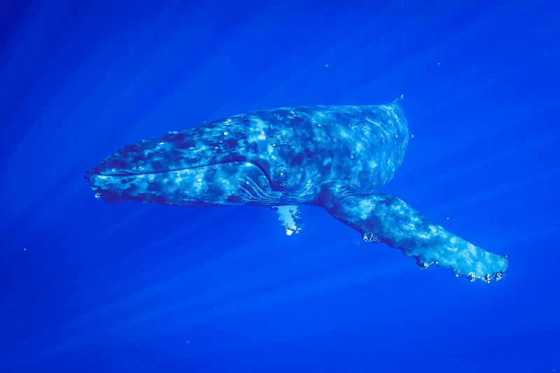 maui humpback whales