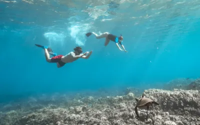 Dive into Paradise: Uncovering the Best Places to Snorkel in Maui