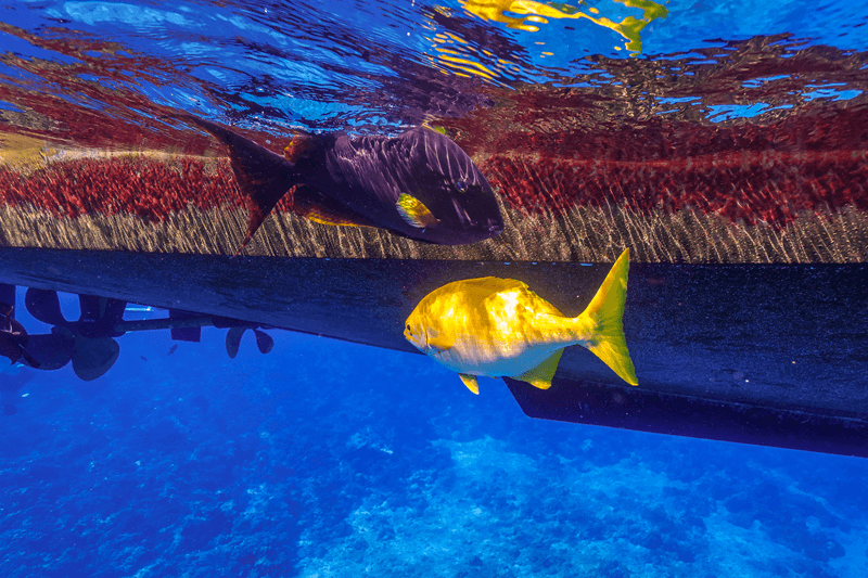 マウイの熱帯魚