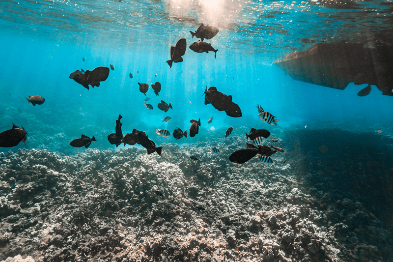 school of tropical fish