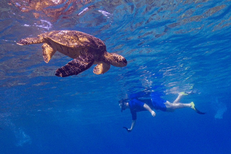 sea turtles at turtle town