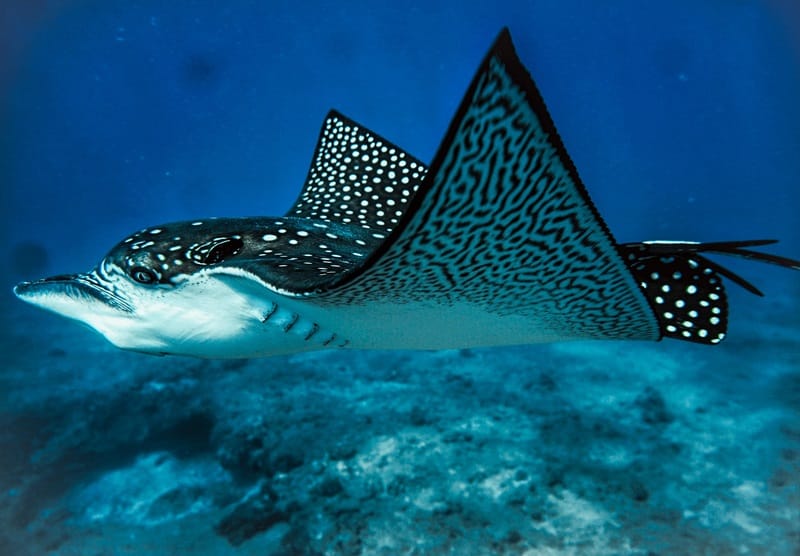 Spotted Eagle Ray in Maui