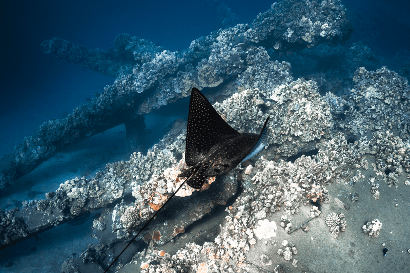 spotted eagle ray