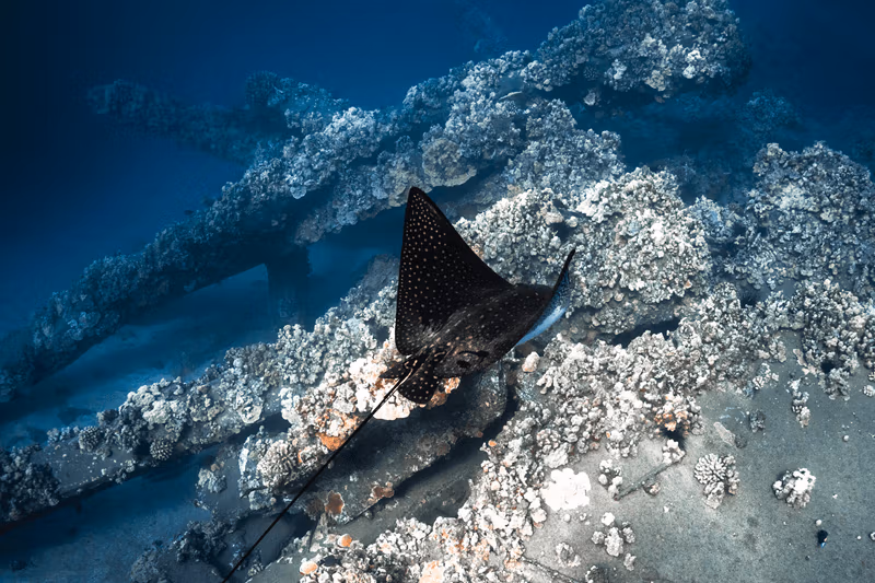 Raya águila para hacer snorkel en Maui