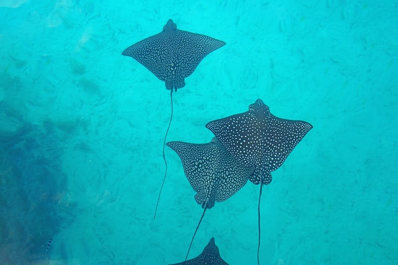 spotted eagle rays