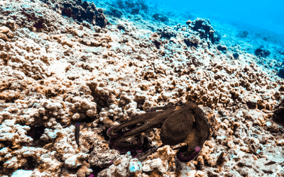 8 Arms of Aloha: Discover the Hawaiian Day Octopus