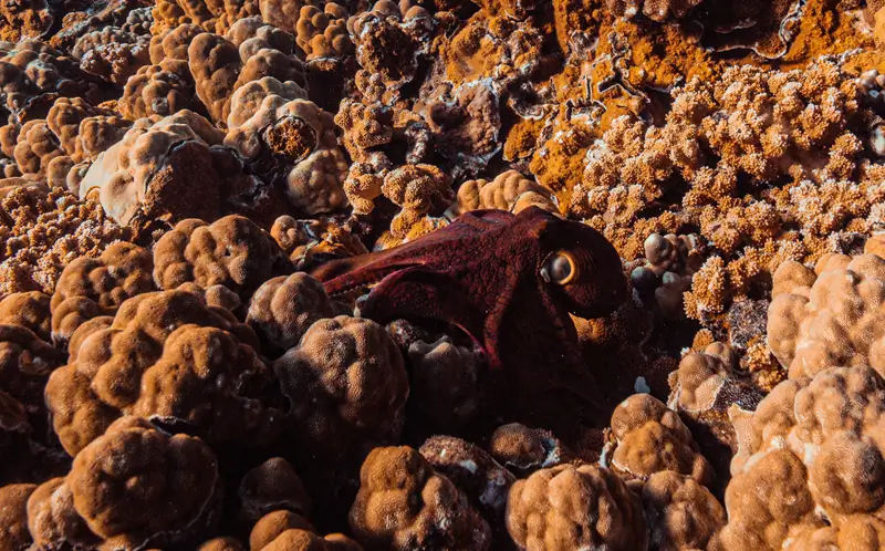 Hawaiian day octopus resting among coral reef formations underwater in clear Maui ocean water.