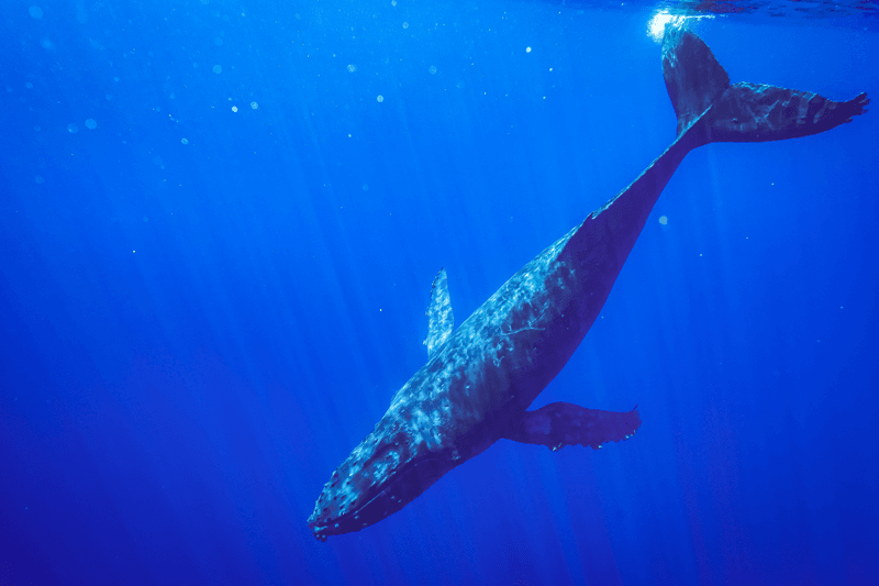 humpback whale song