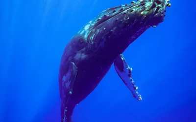 Listen Up! Maui’s Humpback Whale Songs are Calling You…(Snorkelers, Don’t Miss This!)