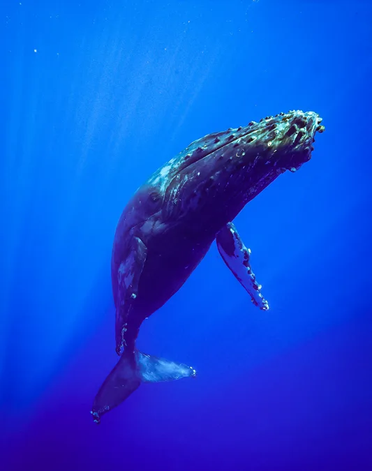 Listen Up! Maui’s Humpback Whale Songs are Calling You…(Snorkelers, Don’t Miss This!)