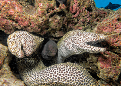 Moray eels peeking from a crevice, mouth opening and closing as it breathes
