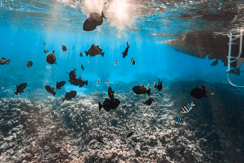 tropische Fische auf Maui tropische Fische auf Maui