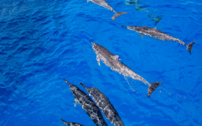 Delfines de Maui: 3 especies juguetonas que podrías encontrar en nuestros tours