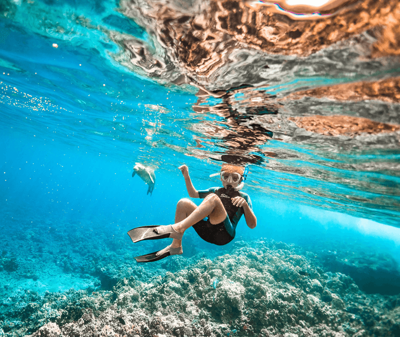 Snorkeling with Hawaiian Monk Seal