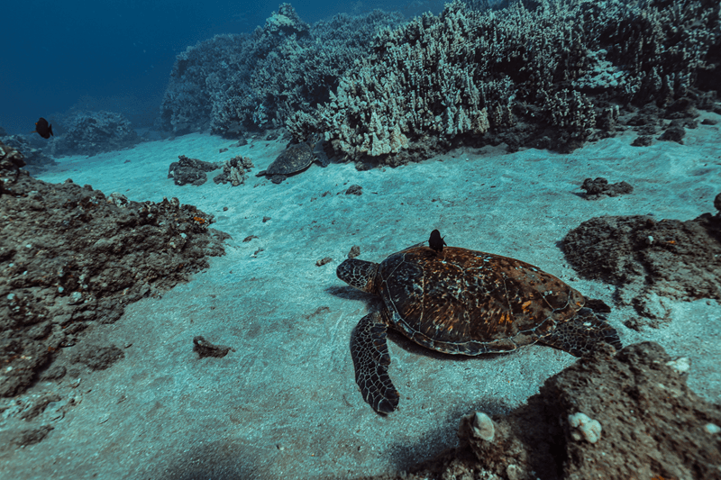 hawaiian sea turtles