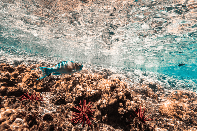 Maui-Papageifisch