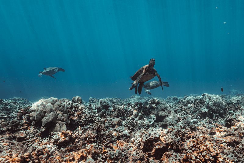 maui turtles