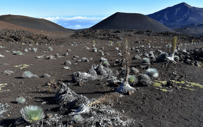 Maui’s Rarest Bloom: The Haleakalā Silversword Plant