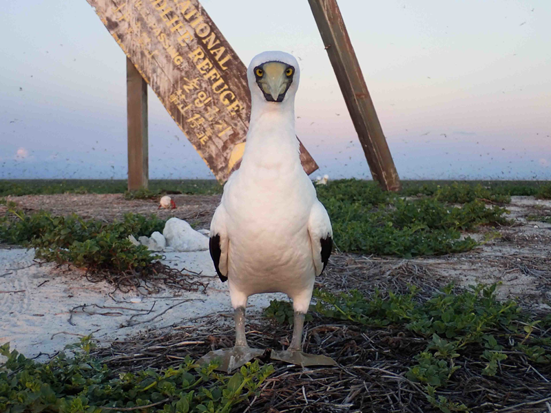 Masked booby standing on coastal ground, showing its white body, yellow bill, and dark facial mask.