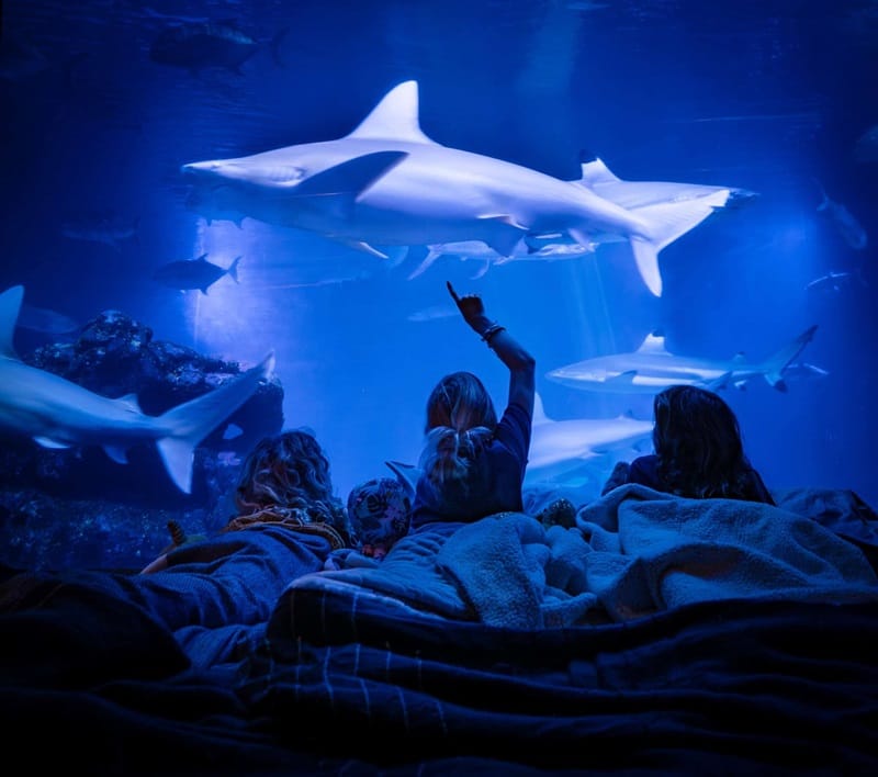 Sleepover at Maui Ocean Center