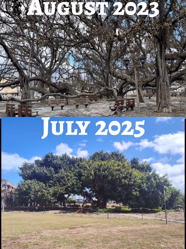 An update of the Lahaina Banyan Tree July 2025 - Maui, Hawaii