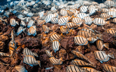 Cirujanos convictos en Maui: ¡peces rayados que te encantará ver!