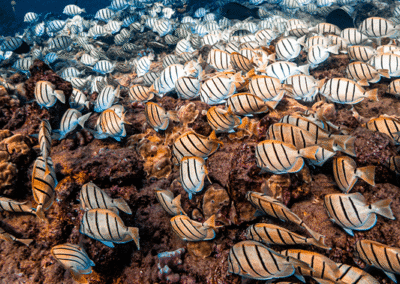 Convict tang school with bold vertical stripes mowing algae across the reef