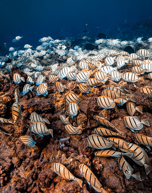 convict tang in Maui Hawaii