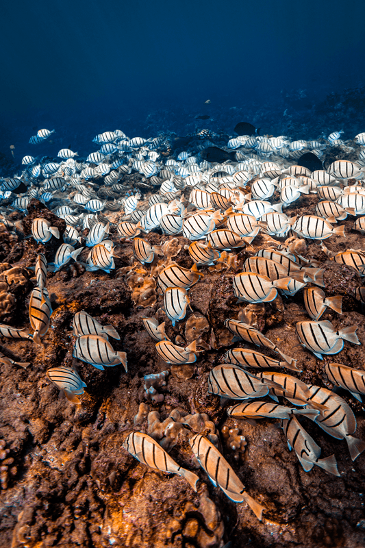 convict tang in Maui Hawaii
