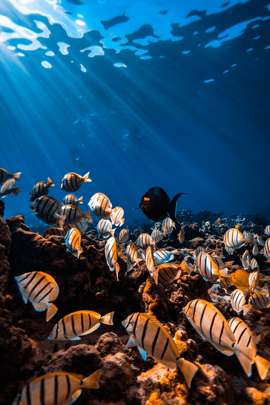 convict tangs (manini) swimming in Maui