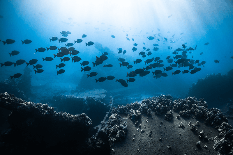 Molokini Marine Life at Molokini Crater and Turtle Town Molokini Marine Life at Molokini Crater and Turtle Town