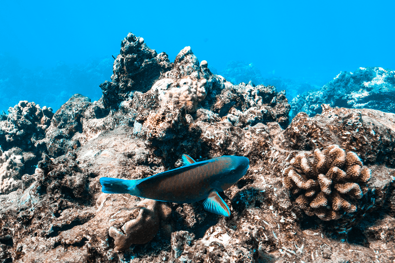 parrotfish-at-molokini-crater parrotfish-at-molokini-crater