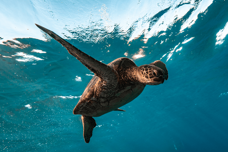 Green sea turtle gliding over Maui reef