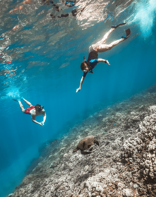 snorkeling con tortugas