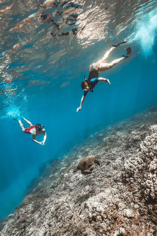 snorkeling with turtles