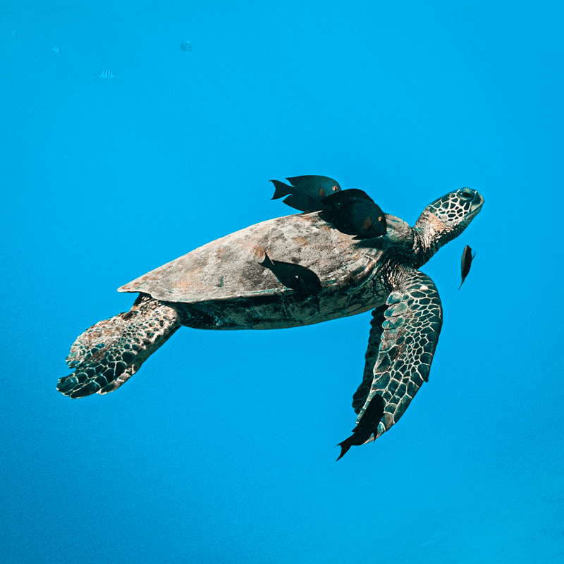 Hawaiian Sea Turtles