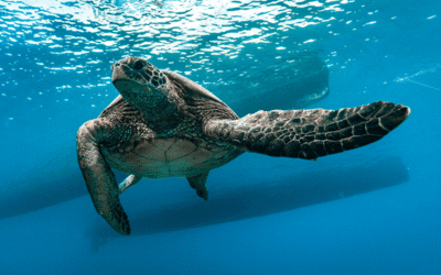 Tortugas verdes hawaianas (Honu) en Maui: datos y los 5 mejores lugares para verlas