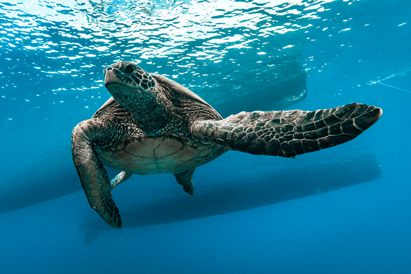 Hawaiian Sea Turtle in Maui's Waters Maluaka Turtle Town