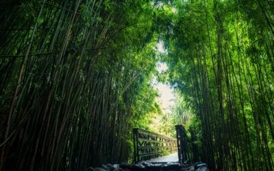 Explorando el sendero Pipiwai de Maui: una de las mejores caminatas del paraíso