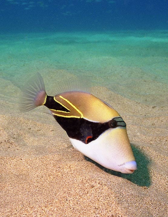 Hawaii State Fish