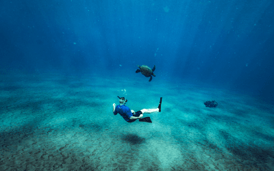 海洋生物を見るのに最適な時期とタートルタウンマウイを訪れるのに最適な時期