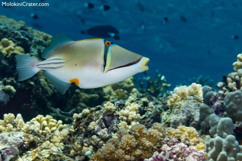 reef triggerfish