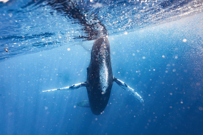 Unterwasseransicht eines Buckelwals, der während der Walsaison auf Hawaii durch das klare Wasser von Maui gleitet