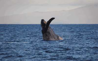 Maui Whale Season 2025–2026: Best Times & What to Expect