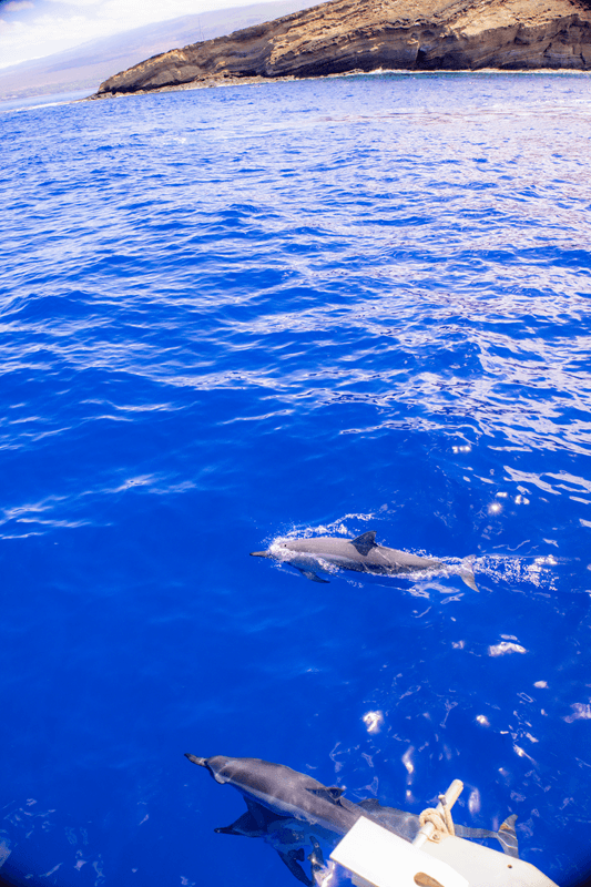 spinner-dolphins-at-molokini-crater spinner-dolphins-at-molokini-crater