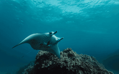 Molokini Marine Life: Top Marine Animals at Molokini & Turtle Town (What You’ll See Snorkeling)