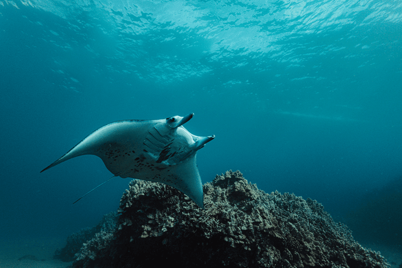 Molokini Marine Life: Top Marine Animals at Molokini & Turtle Town (What You’ll See Snorkeling)